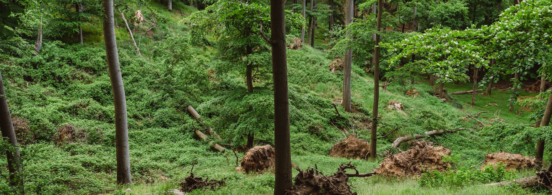 Im Wald auf dem Naturparkweg beim Aussichtspunkt Reiherberg, © TMV/Gross