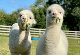 Trebeltal- Alpacas, © Anne Häusler