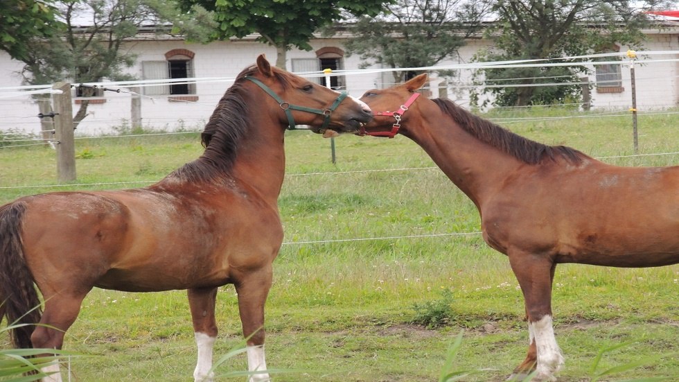 Ich hab dich lieb!, © Kurverwaltung Insel Poel