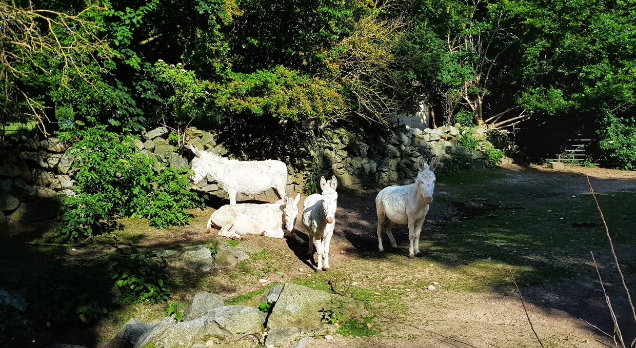 Barockesel im Zoo Stralsund, © Zoo Stralsund