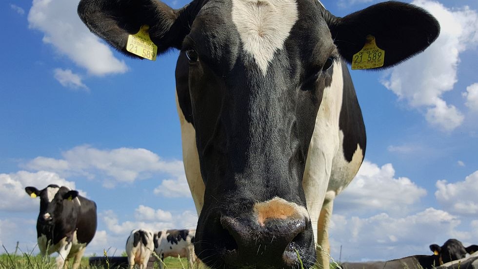 Unsere Kühe, © Van der Ham Bollewick