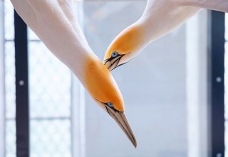 Modelle der Meeresvögel Kaptölpel jagen in der Installation „Sardine Run“ einen digitalen Fischschwarm (Foto: Anke Neumeister/Deutsches Meeresmuseum)