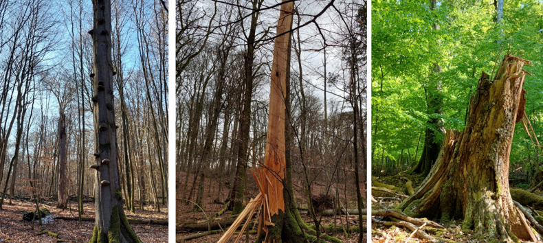 drei Waldeinblicke, © Matthias Schwabe, Müritz-Nationalpark