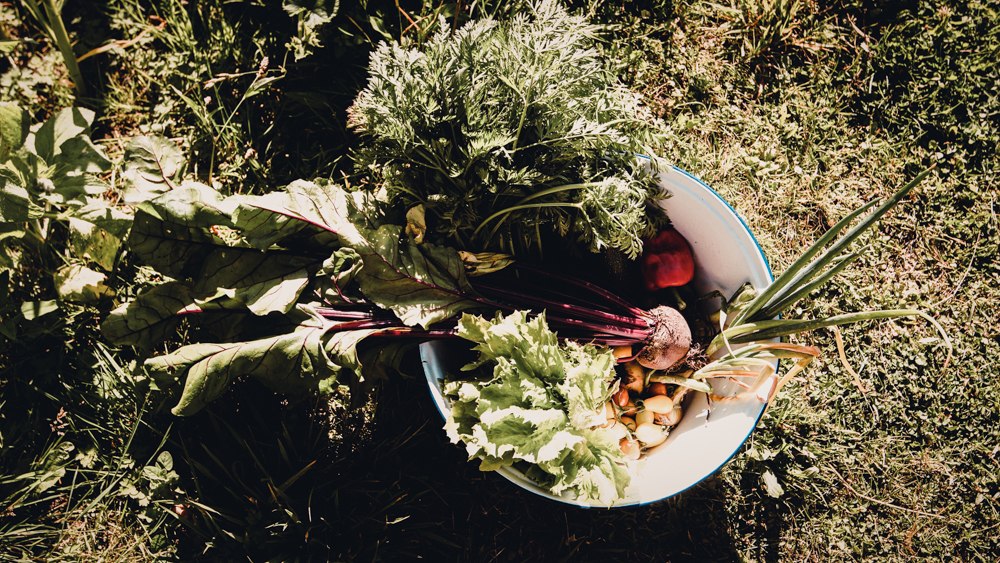 Junges Gemüse aus dem Gutsgarten, © Levke Adomeit