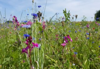 Wilde Blumenwiese am Wandelweg Sietow, © TMV/UB