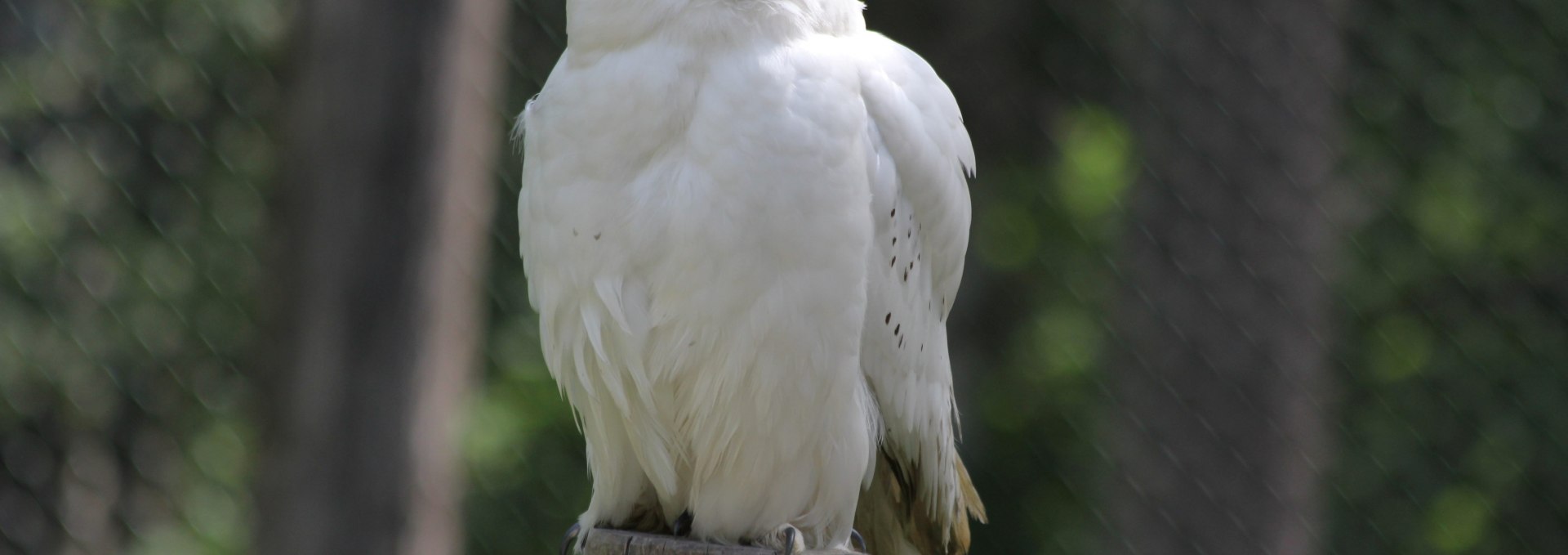 Schnee-Eule auf dem Eulenberg im Wildpark-MV, © Wildpark-MV