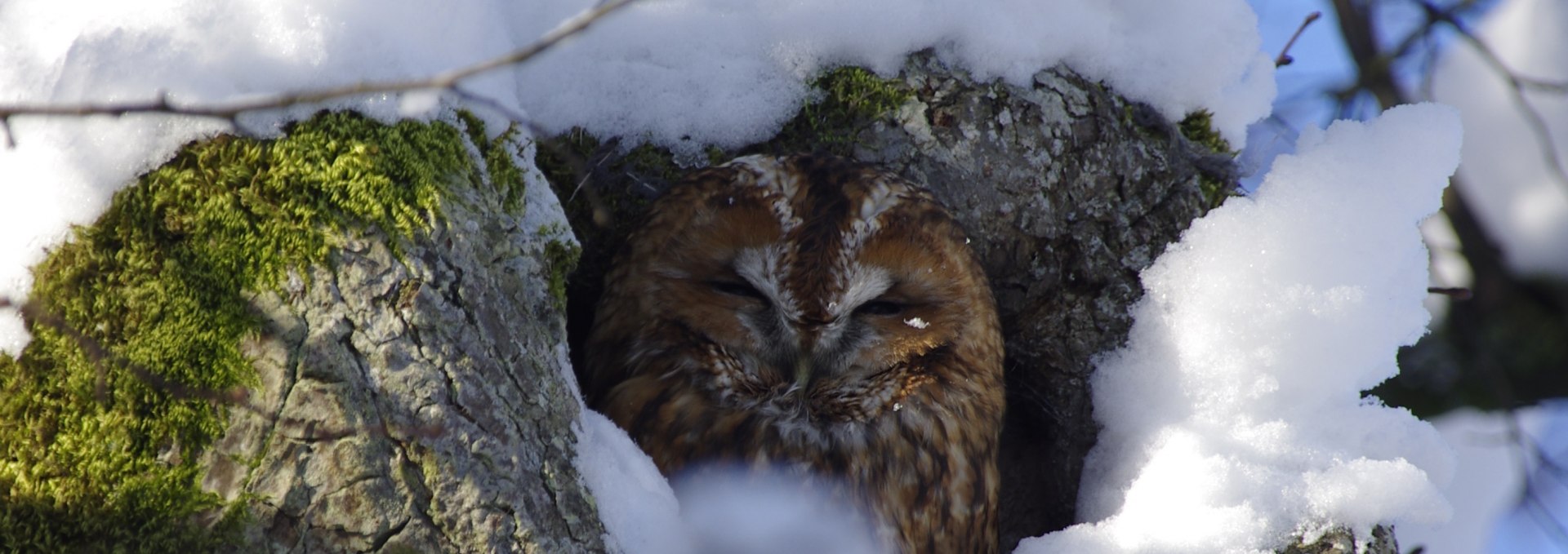 Waldkauz im Winter2_Werner Borok, © Werner Borok