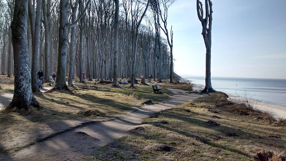 Ein Rad- und Wanderweg führt entlang der Steilküste durch den "Gespensterwald", © Fischer/TMV