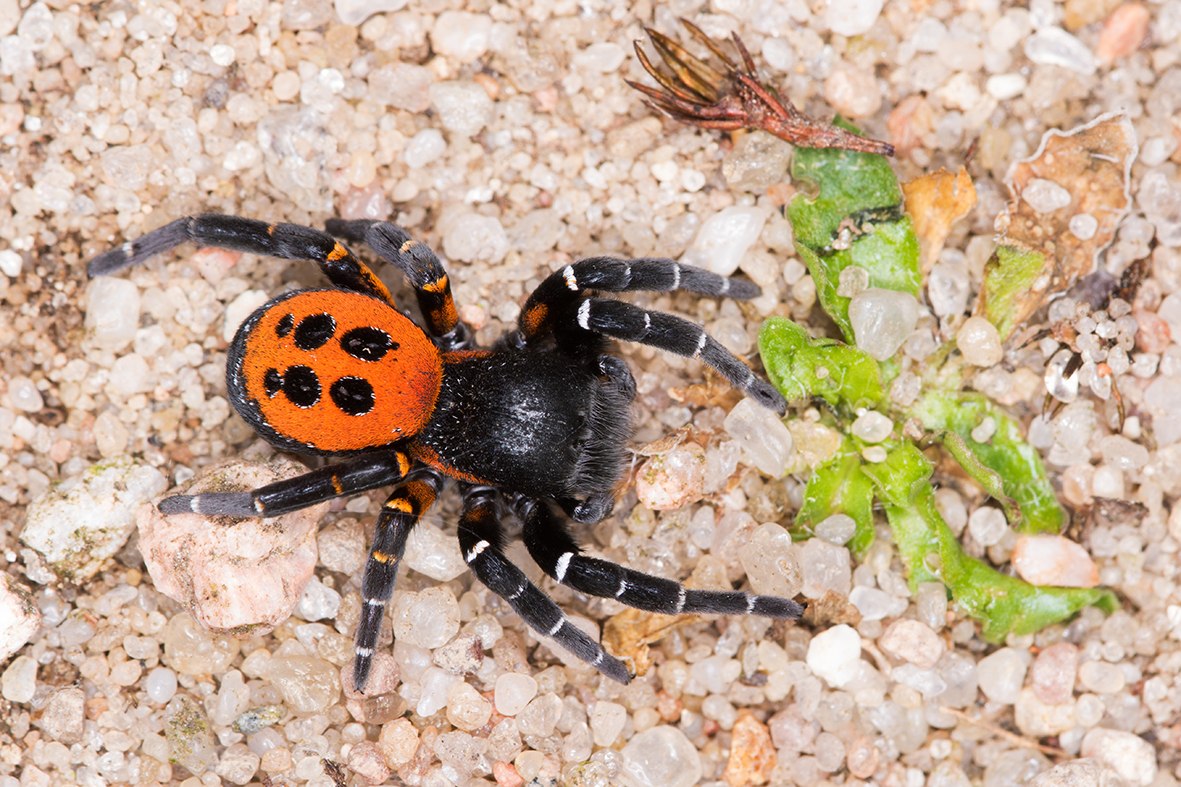 Das Männchen der Herbströhrenspinne (Eresus kollari), © Udo Steinhäuser