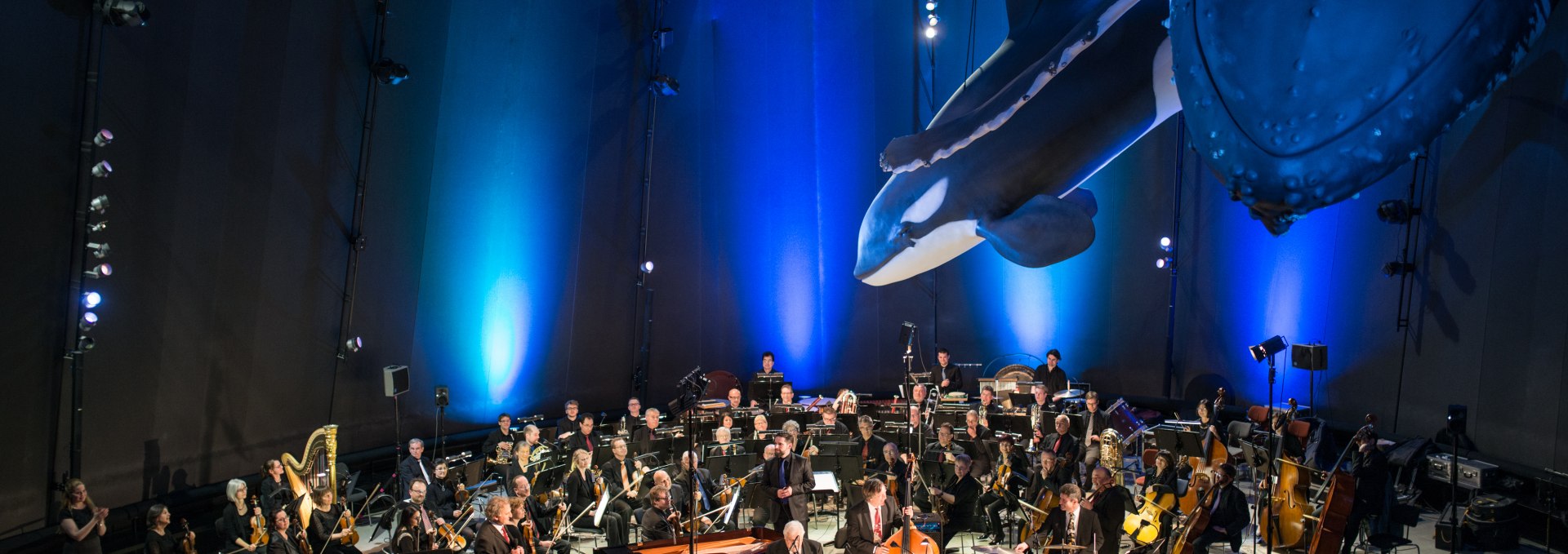 Musik vor einmaliger Kulisse: unter den Riesen der Meere im OZEANEUM sind Konzerte besonders stimmungsvoll. (Foto: Johannes-Maria Schlorke/Deutsches Meeresmuseum Stralsund)