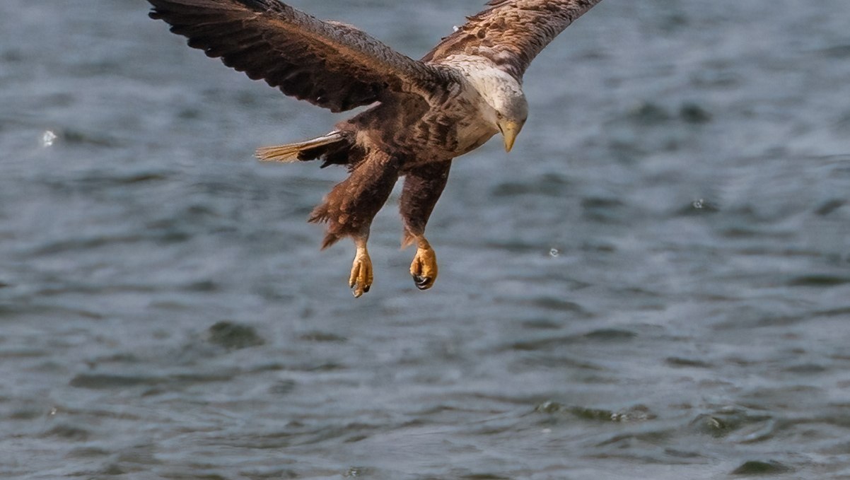 Seeadler der landet, © Kevin Hempel