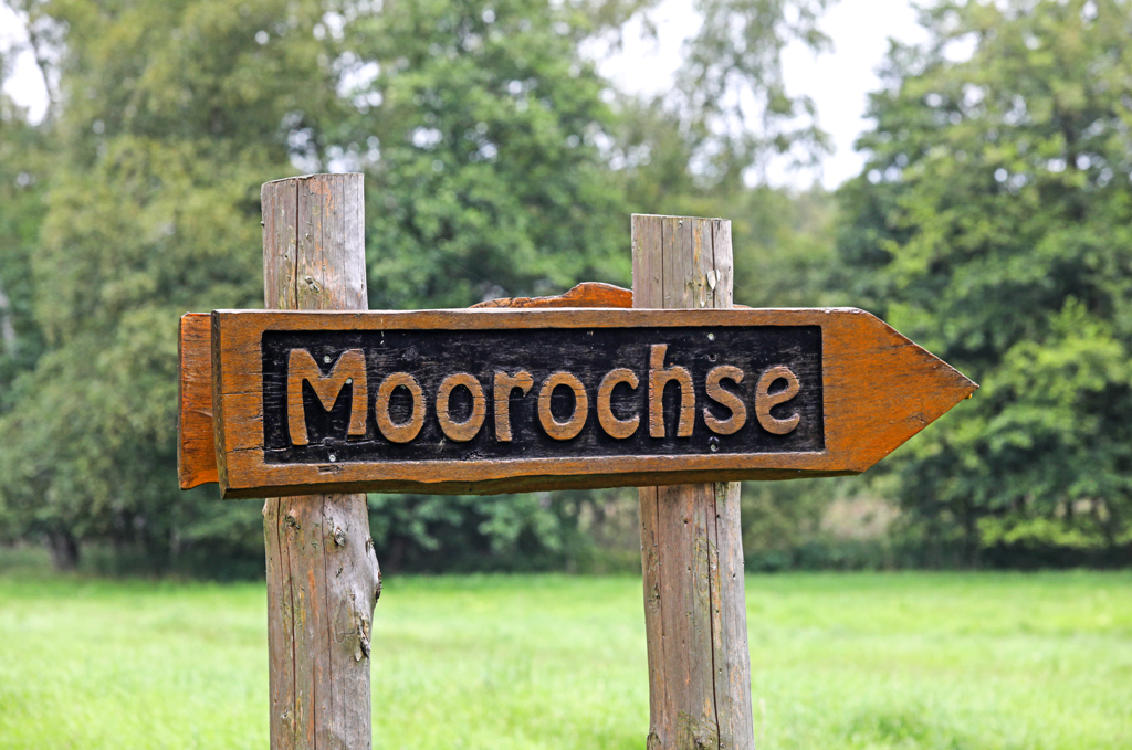 Aussichtsturm Moorochse, © TMV/Gohlke