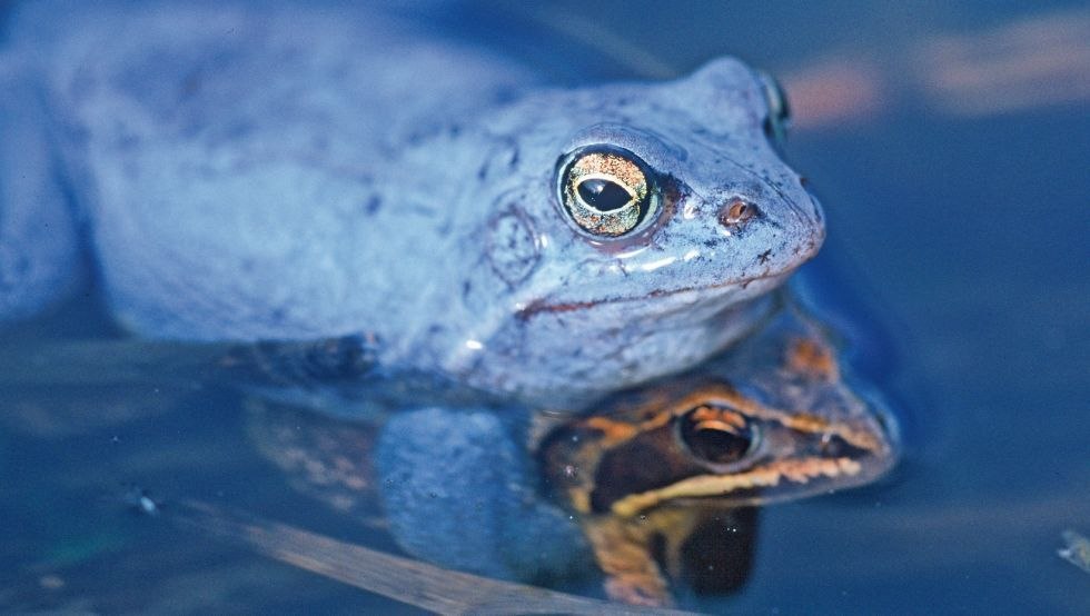 Der Moorfrosch färbt sich im Frühjahr blau, © TMV/Steindorf-Sabath