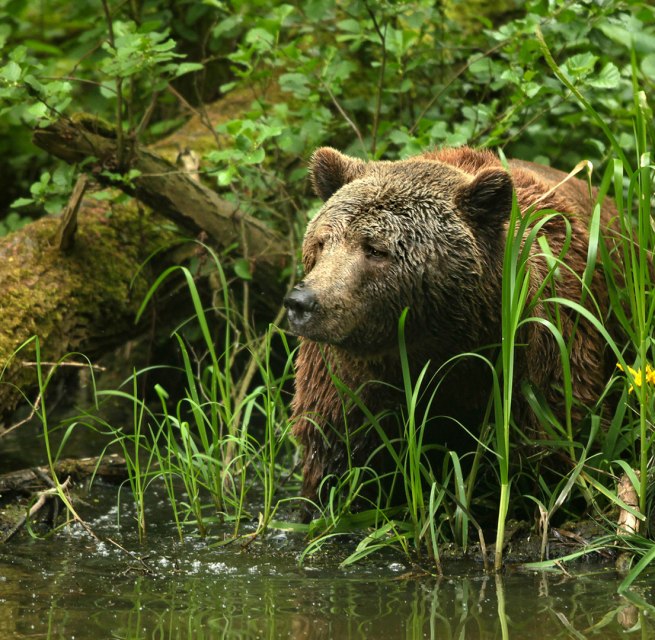 Auf den Spuren geretteter Braunbären im Bärenschutzzentrum, © Thomas Oppermann