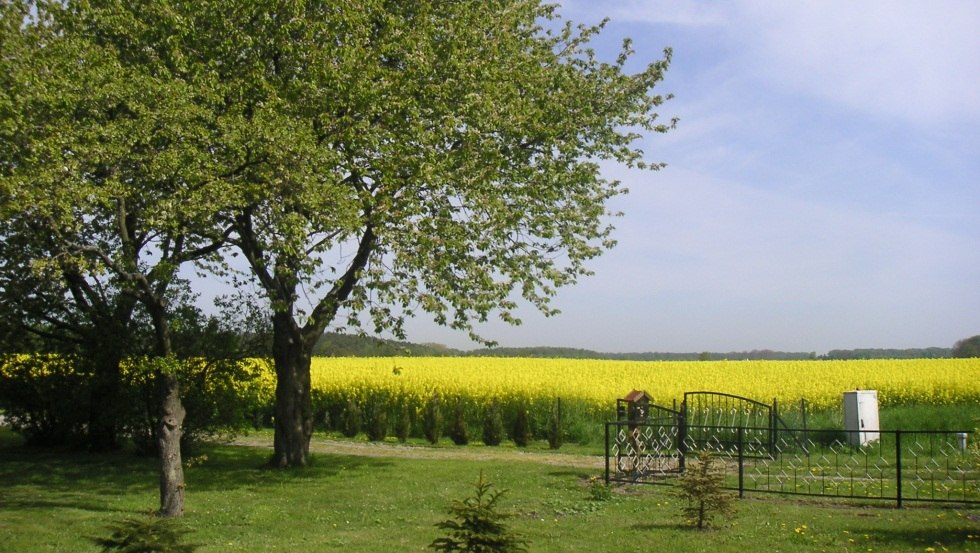 Weite Landschaften, blühende Rapsfelder und malerische Badebuchten - das alles ist die Rügeninsel Ummanz, © Ummanz-Information/Schmorell