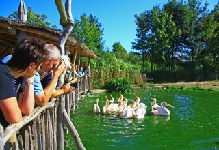 Pelikanfütterung im Vogelpark Marlow, © Vogelpark Marlow