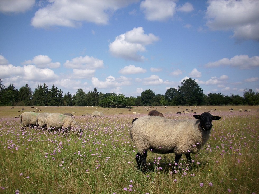 Unsere Schafe in Hullerbusch, © Schäferei Hullerbusch