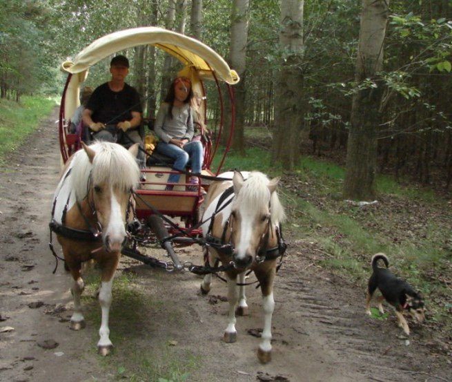 Mal auf dem Wagen, mal im Sattel- gemeinsames Wanderfahren mit Nichtreitern und Reitern, © Storeck