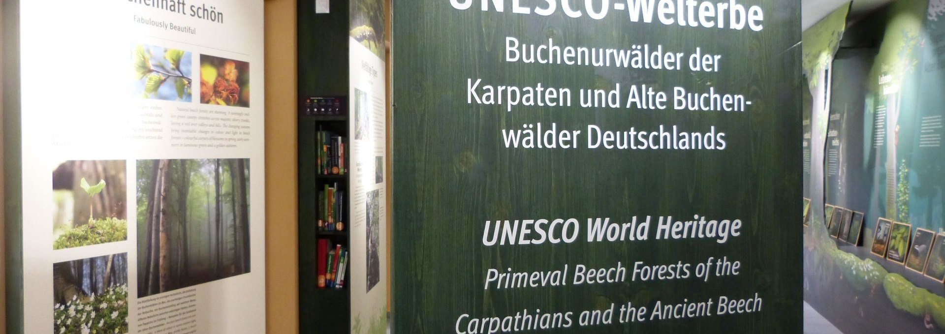 Ausstellung des UNESCO-Welterbeforum, wo sich Besucher u.a. über alte Buchenwälder informieren können, © Gesine Häfner / Nationalpark-Zentrum KÖNIGSSTUHL