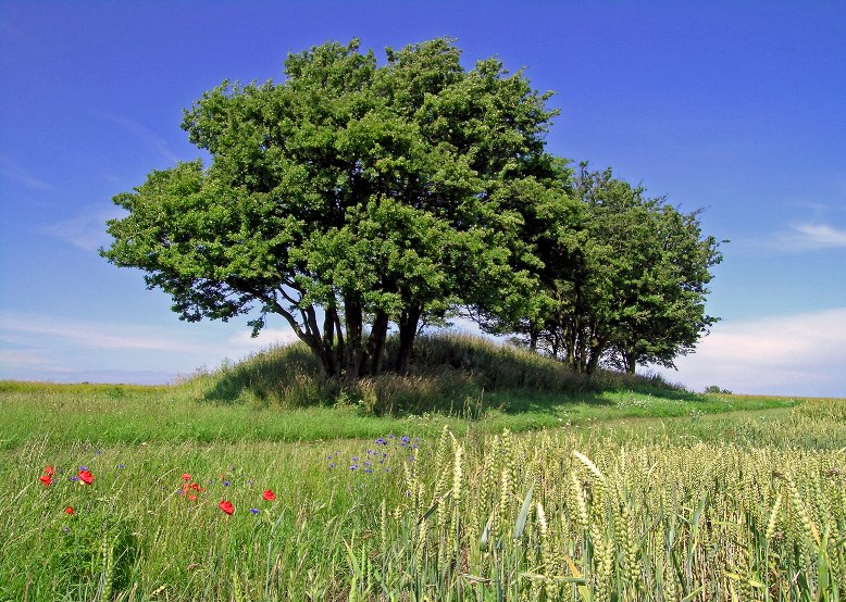 Ein Hünengrab mit Wächtersteinen inmitten von Äckern, © Archäo Tour Rügen