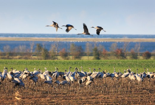 In überwältigender Zahl bevölkern Kraniche Feld und Himmel über Fischland-Darß-Zingst, © TMV/Grundner