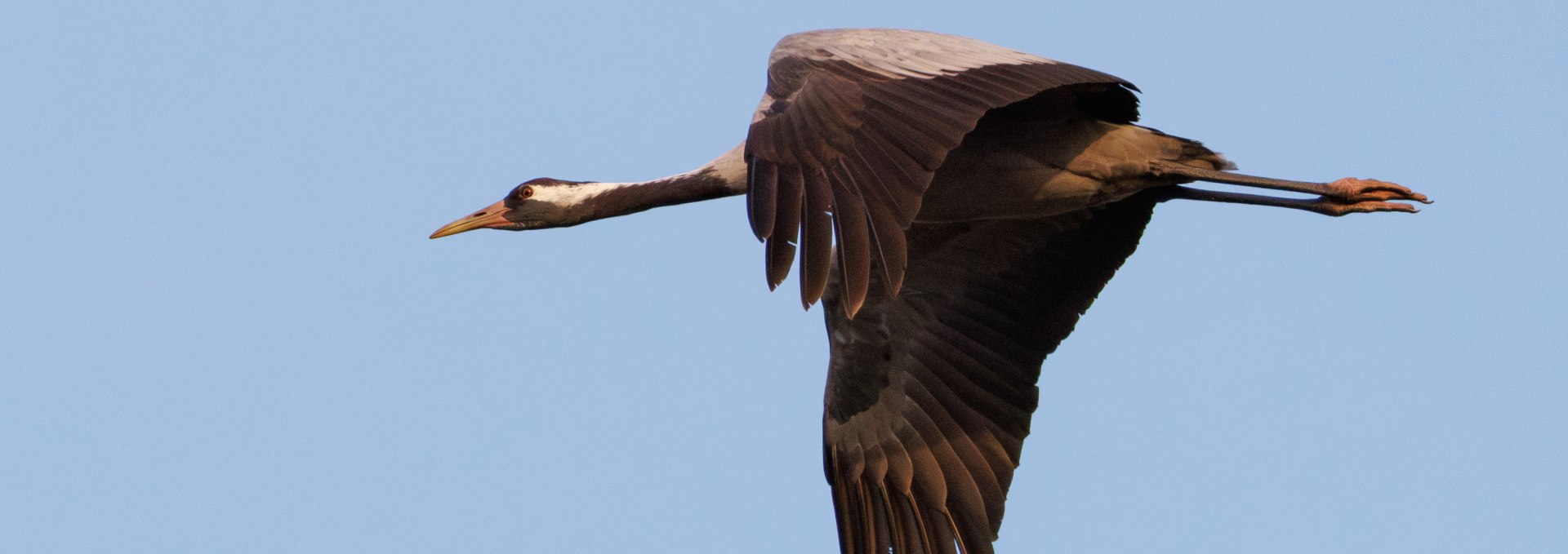 Kranich bei einer meiner Führungen, © Kevin Hempel/ Vogeltouren MV