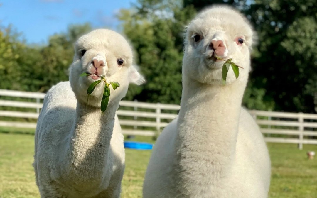 Trebeltal- Alpacas, © Anne Häusler