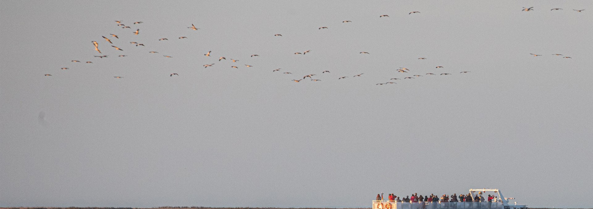 Beobachten Sie das faszinierende Naturschauspiel der majestätischen Kraniche bei einer Schiffstour ab Stralsund durch den Nationalpark Vorpommersche Boddenlandschaft zum Schlafplatz der Kraniche Nähe „Pramort“., © Weiße Flotte GmbH