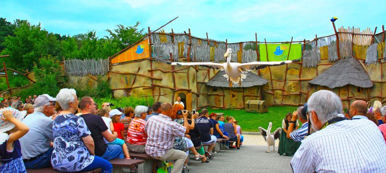 Pelikane in der Tiershow, © Vogelpark