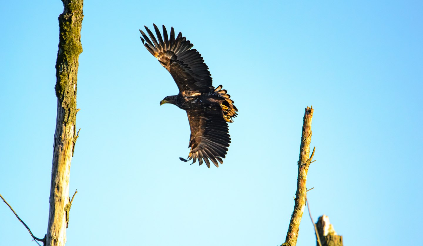 Reise ins Revier der Seeadler, © Vogeltouren MV