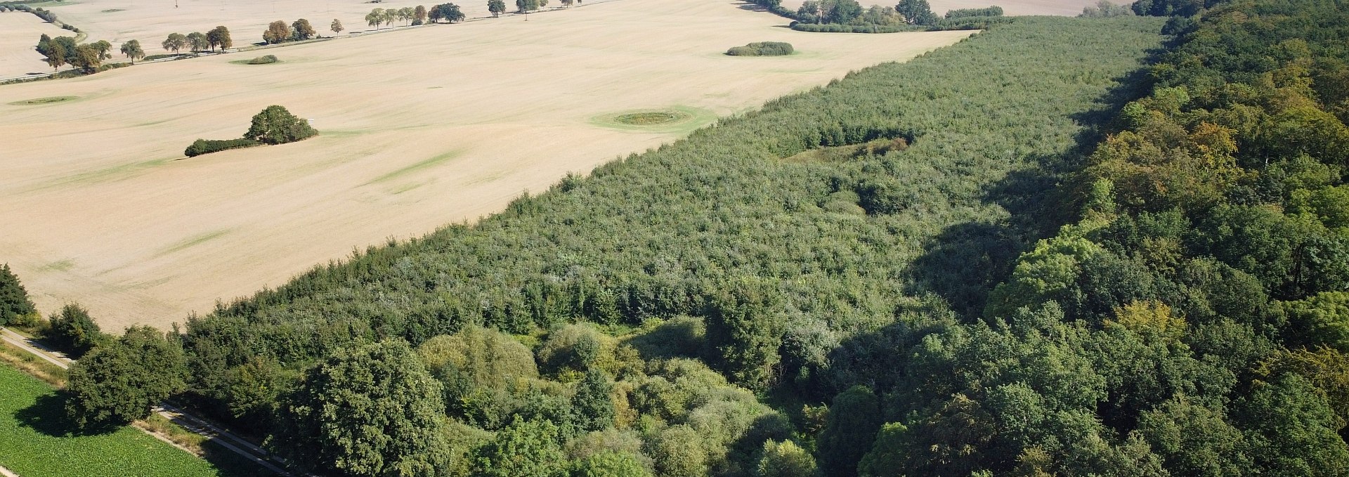 Klimawald Seefelder Holz, © Landesforst MV