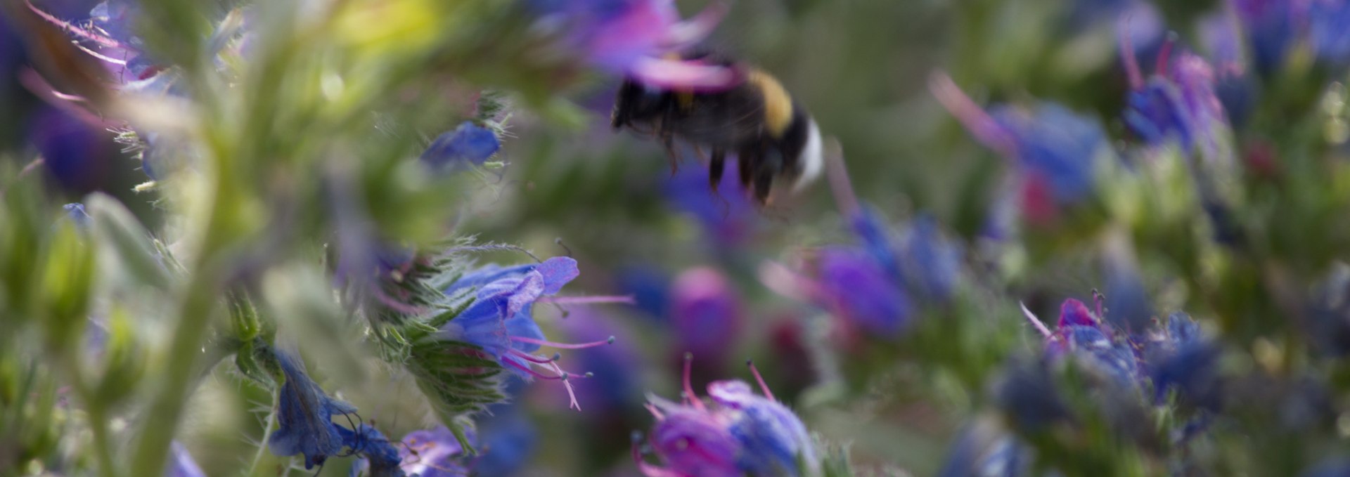 Blaues Wildblütenmeer im Wildkräuterhof Winkelkraut, © Wildkräuterhof Winkelkraut / Antje Conrad