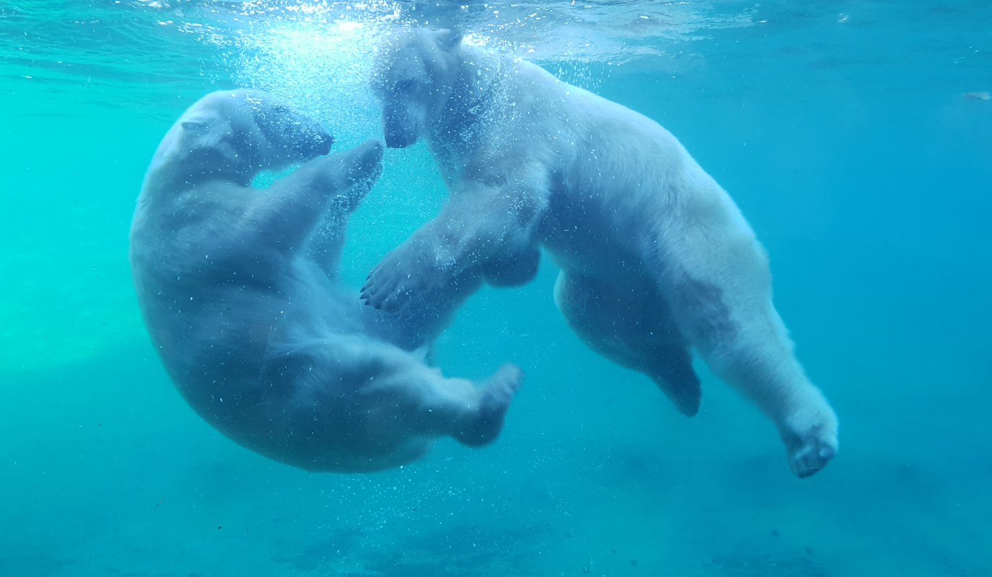 Den Eisbären ganz nah im Polarium, © Zoo Rostock/Bruhn