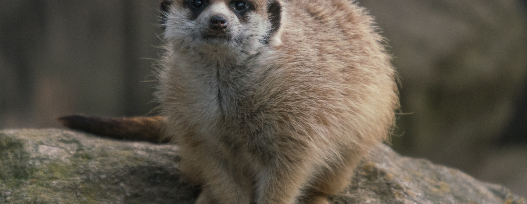 Erdmännchen sitzt auf Stein, © Zoo Schwerin