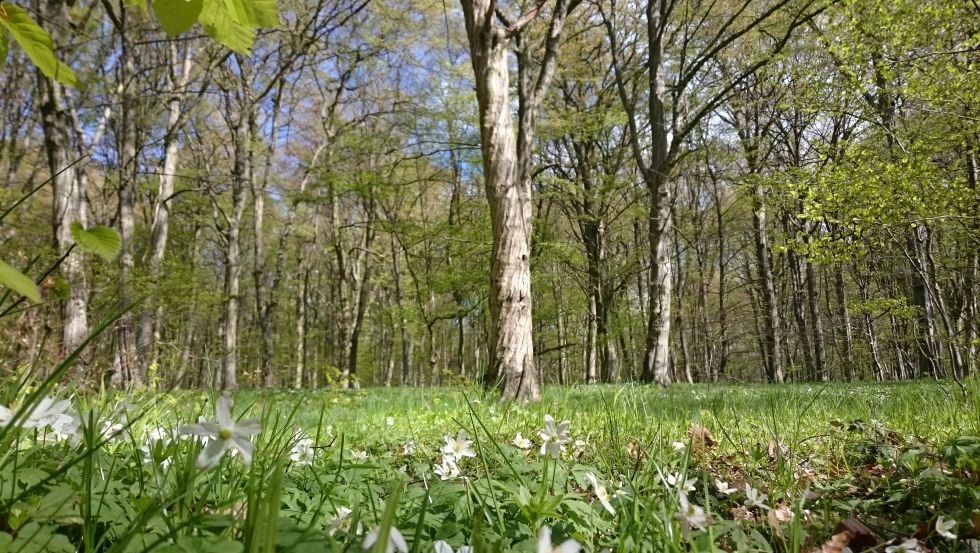 Ein Meer von Anemonen bedeckt der Boden des Goor-Waldes, © TMV/UB