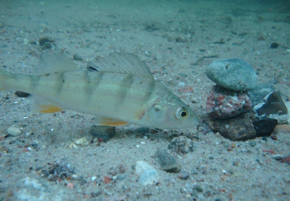 Feldberger Barsch, © Tauchcenter Feldberg