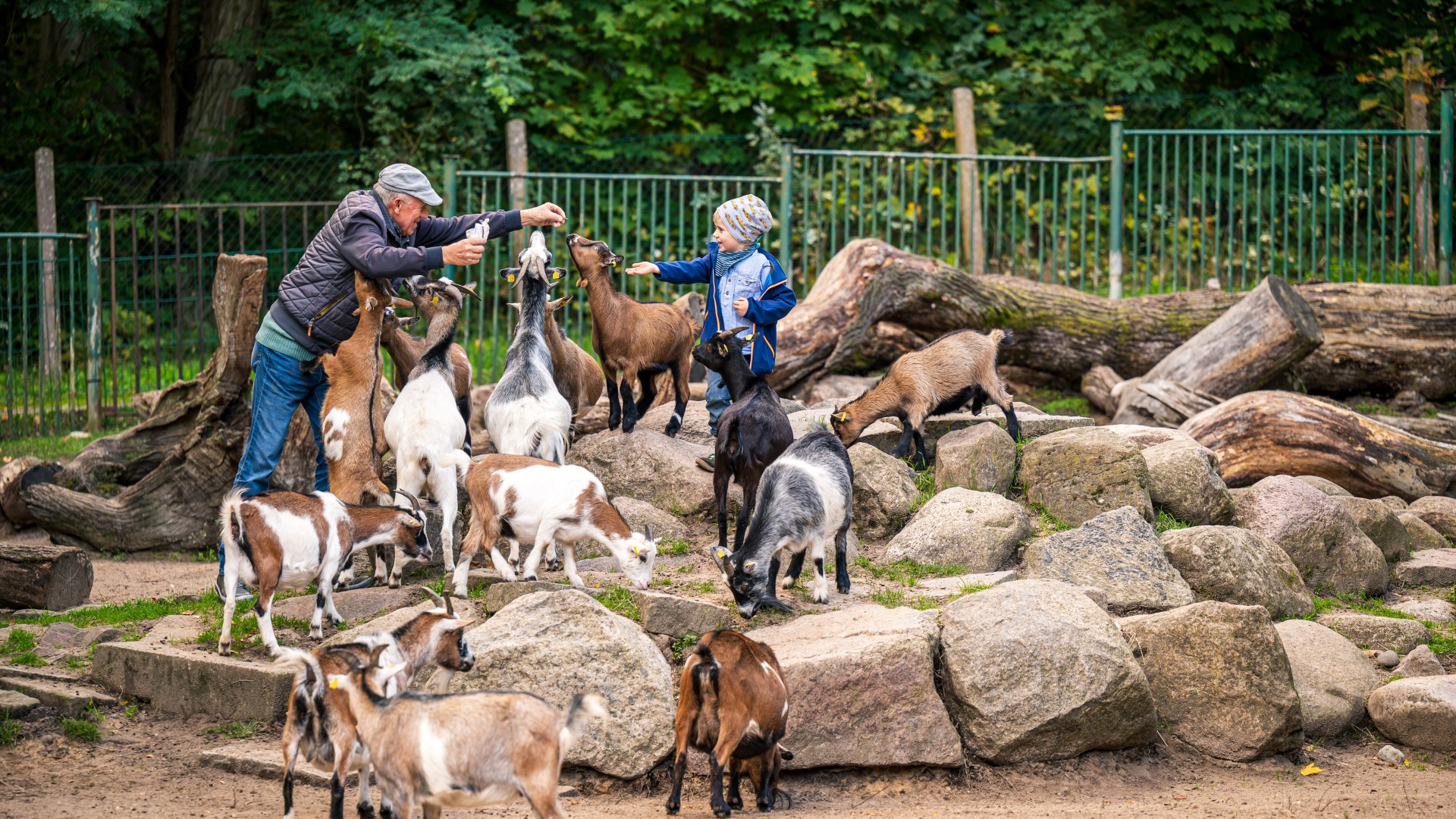 Bei den Zwergziegen im Tiergarten Neustrelitz, © TMV/Tiemann