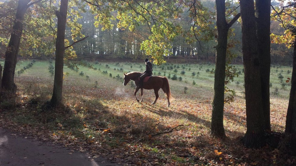 Rostocker Heide, © TMV