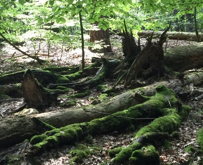 Führung in das UNESCO-Welterbe "Alte Buchenwälder", © Otto Woit