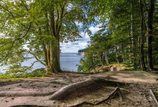 Kathedrale mit Meerblick: Stubnitz heißt der große Buchenwald im Nationalpark Jasmund, direkt an der Ostseeküste Rügens, © TMV/Tiemann