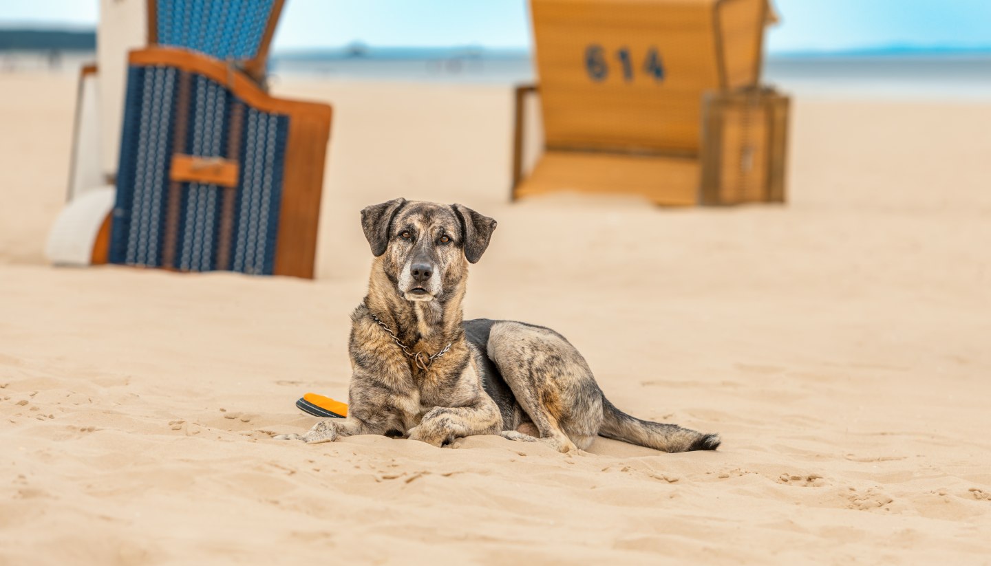 Genießen Sie Ihren Urlaub mit Hund an Ostsee und Seenplatte, © TMV/Tiemann