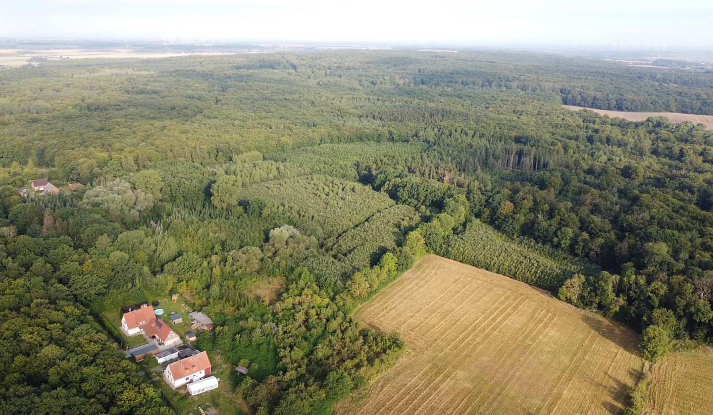 Klimawald Golchen, © Landesforst MV