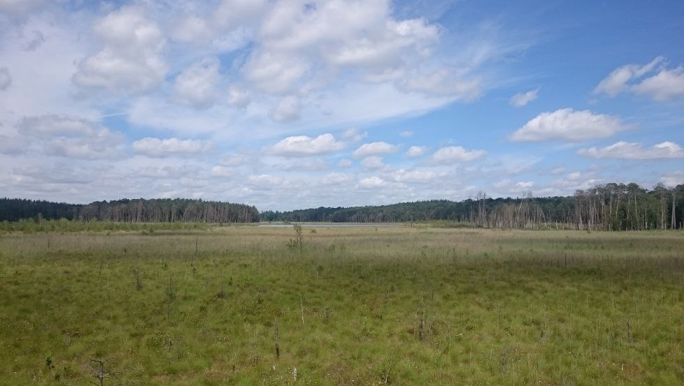 Blick vom Aussichtsturm Großer Serrahnsee, © TMV/Bodieschek