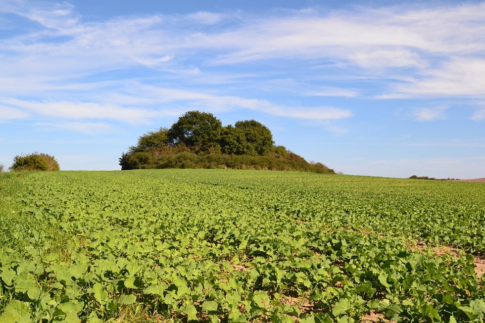 Hünengrab Dobberworth bei Sagard, © Tourismuszentrale Rügen