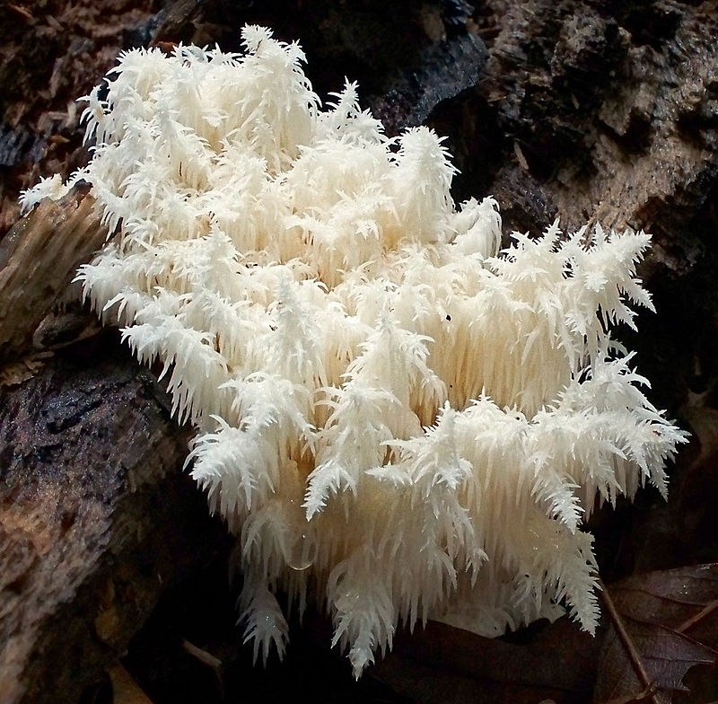 800px-2009-09-25_Hericium_coralloides_(Scop.)_Pers_58068_crop, © Heike Brechler