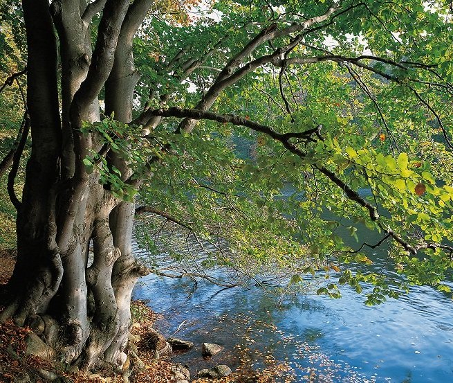 Am Ufer des Schmalen Luzins trifft Wald auf Wasser, © TMV/Grundner