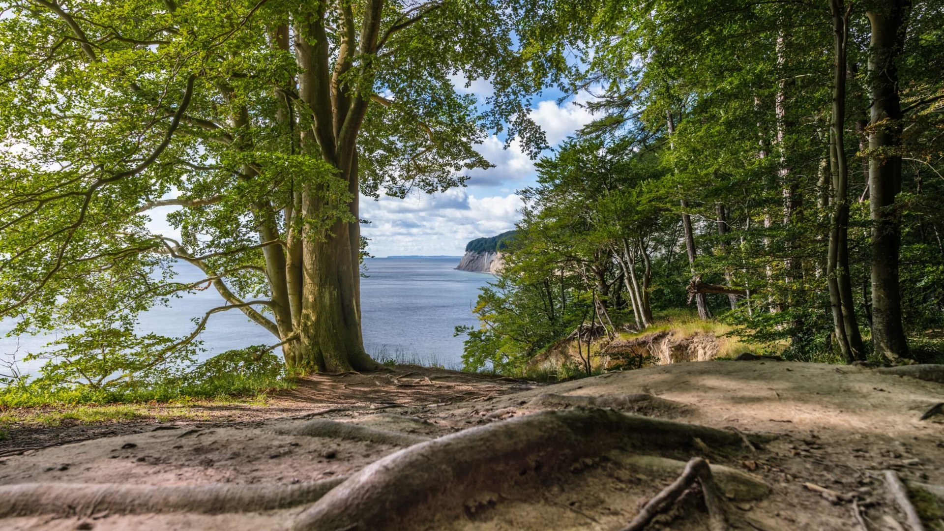 Stubnitz heißt der große Buchenwald im Nationalpark Jasmund, direkt an der Ostseeküste Rügens., © TMV/Tiemann