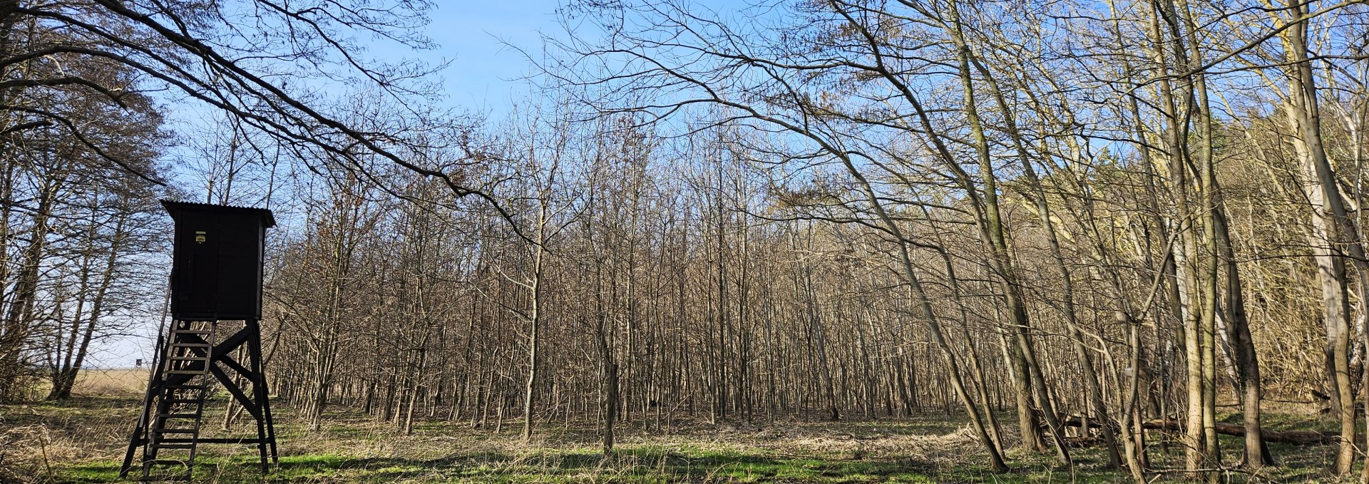 Seit 2009 wachsen die Bäume im Klimawald Damerow (Insel Usedom), © Landesforst MV