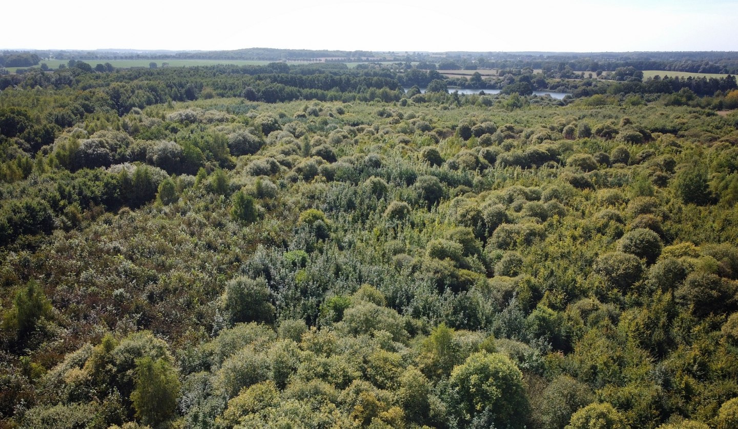 Klimawald Biosphärenreservat Schaalsee, © Landesforst MV