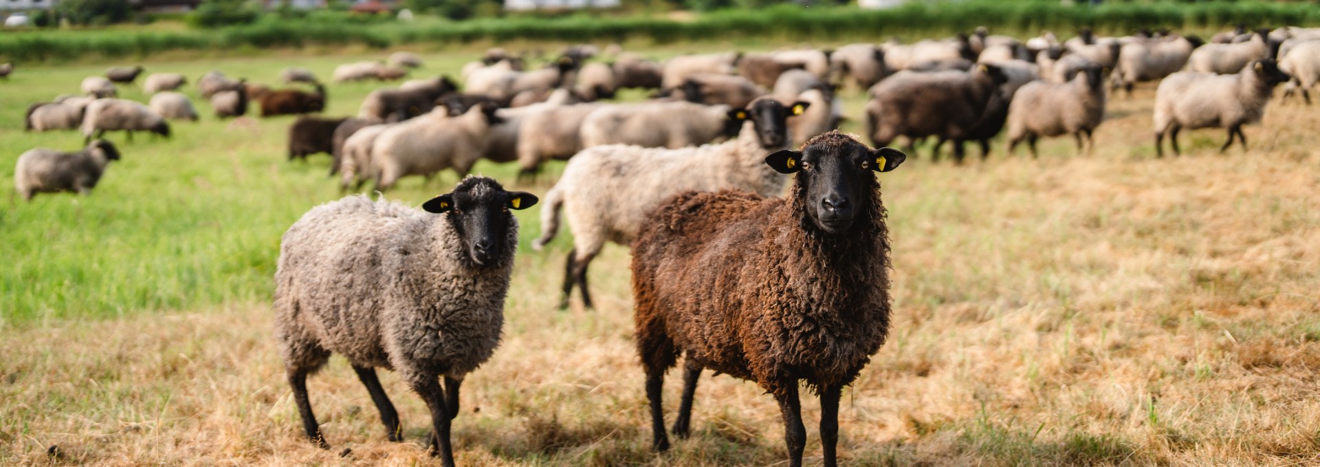 Das Pommersche Landschaf prägt das Bild der Region - und sorgt mit seiner Wolle für nachhaltige Wollkleidung in der Region, © TMV/Gross